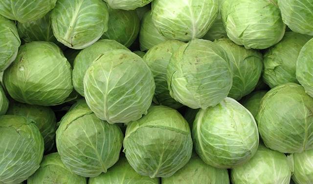 Quick pickling cabbage