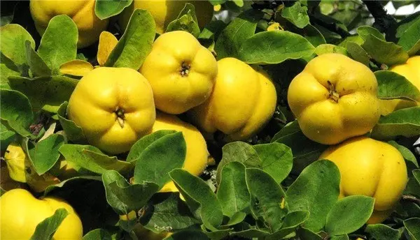 Quince Chinese - a popular useful shrub