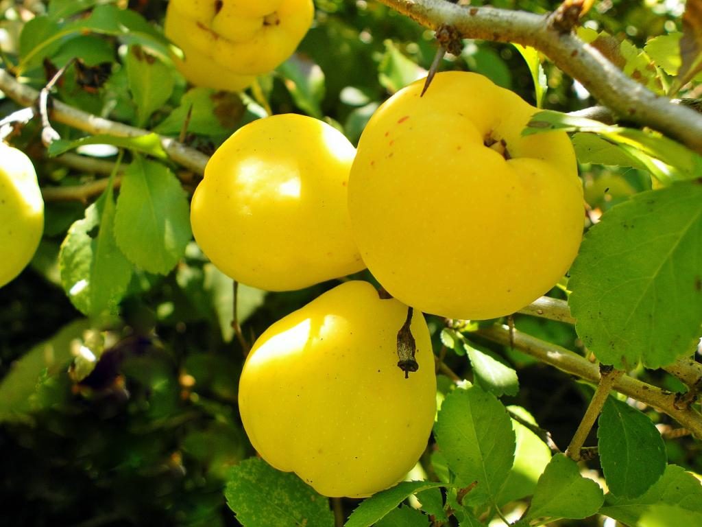 Quince Chinese - a popular useful shrub