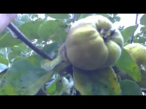 Quince Chinese - a popular useful shrub