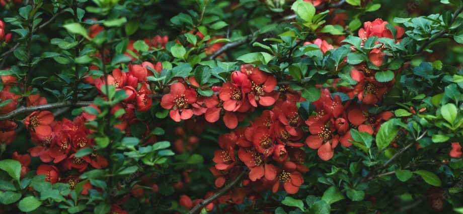 Quince Chinese &#8211; a popular useful shrub