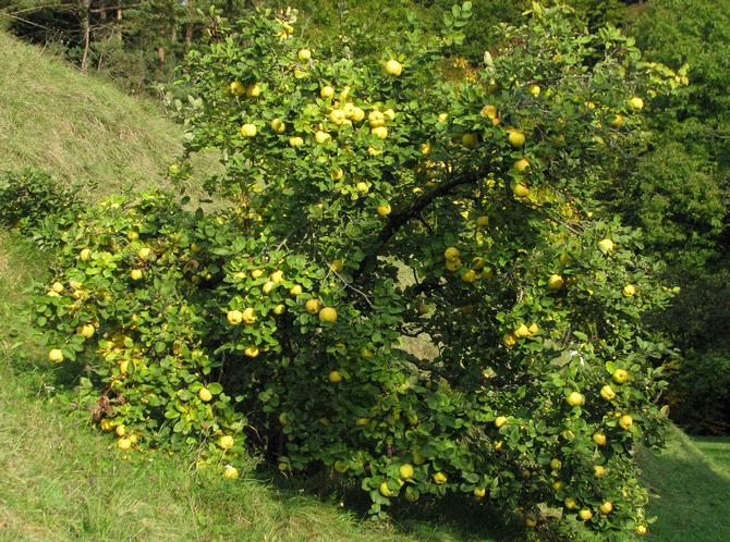 Quince: cultivation and care, diseases and their control