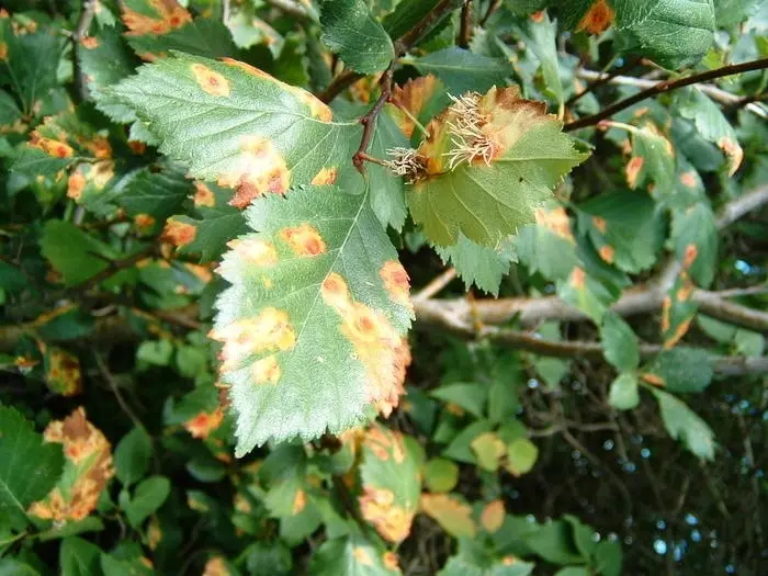 Quince: cultivation and care, diseases and their control