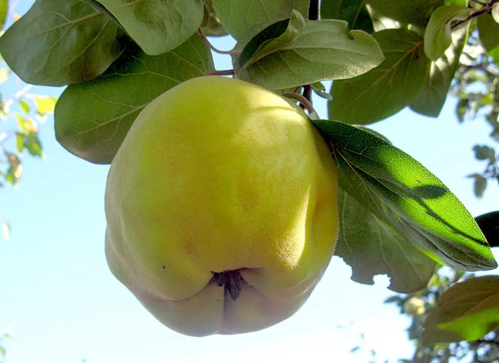 Quince: cultivation and care, diseases and their control