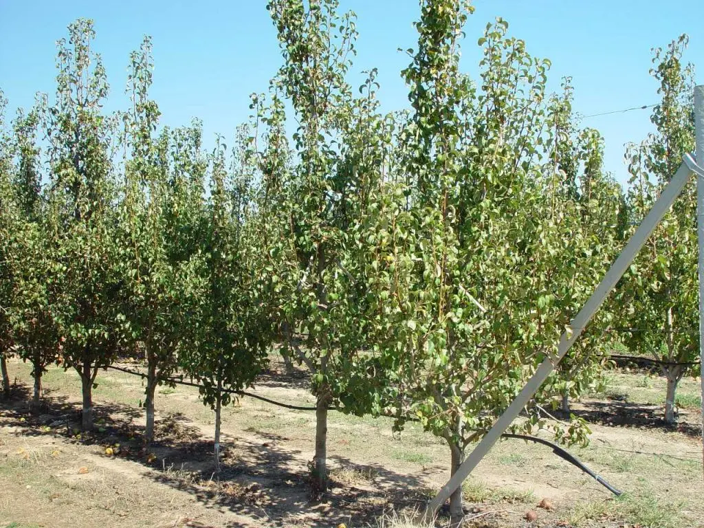 Quince: cultivation and care, diseases and their control