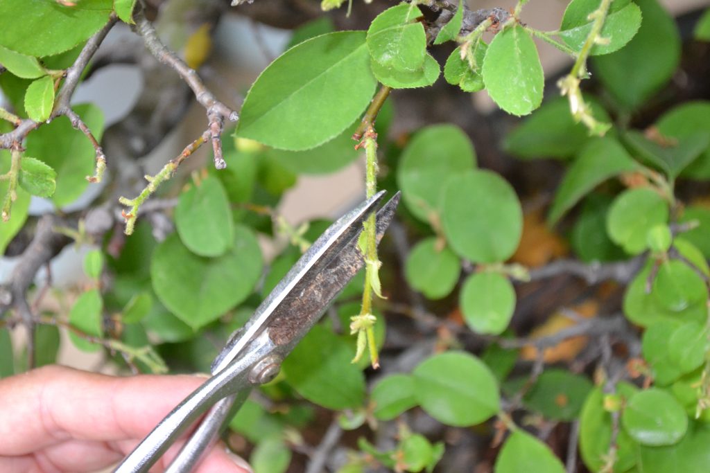 Quince: cultivation and care, diseases and their control