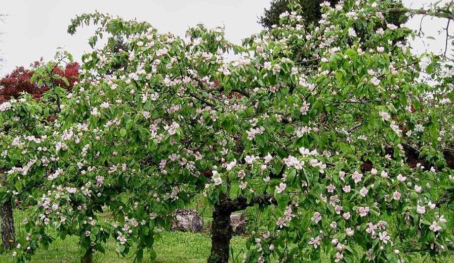 Quince: cultivation and care, diseases and their control