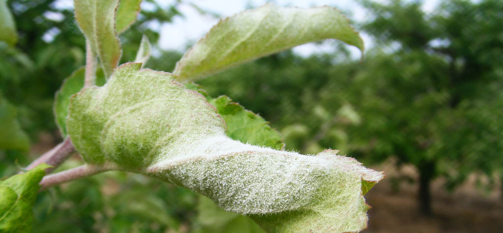 Quince: cultivation and care, diseases and their control