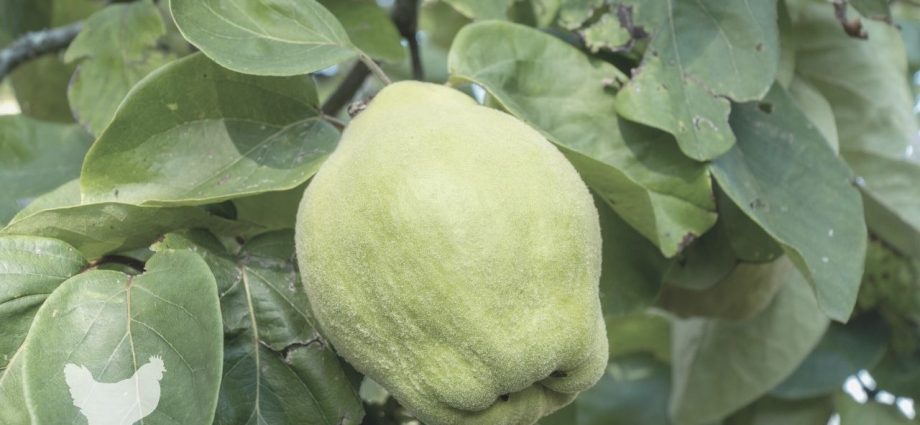 Quince: cultivation and care, diseases and their control