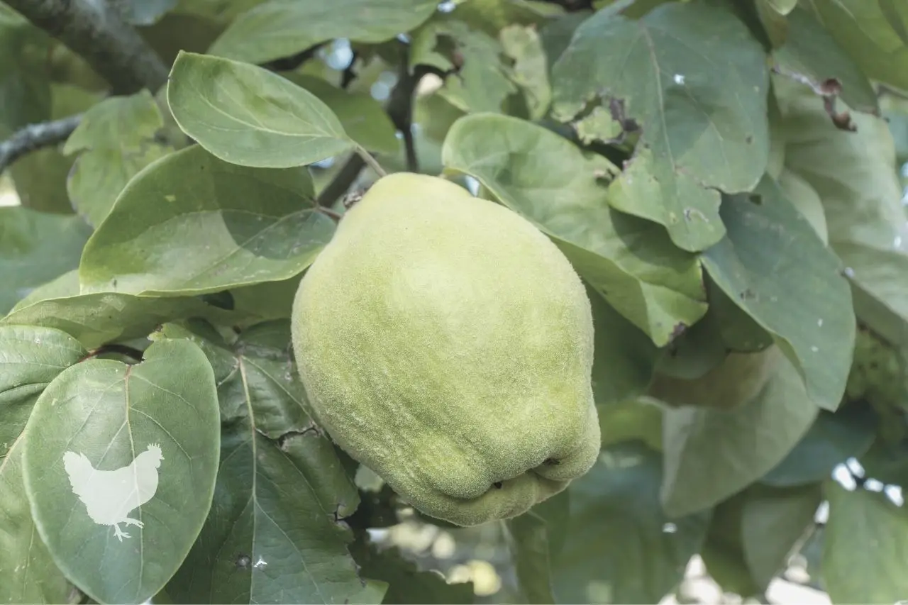 Quince: cultivation and care, diseases and their control