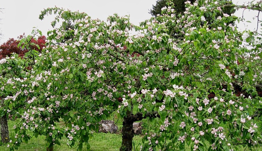 Quince does not bear fruit: the tree blooms, but there is no ovary - what to do?