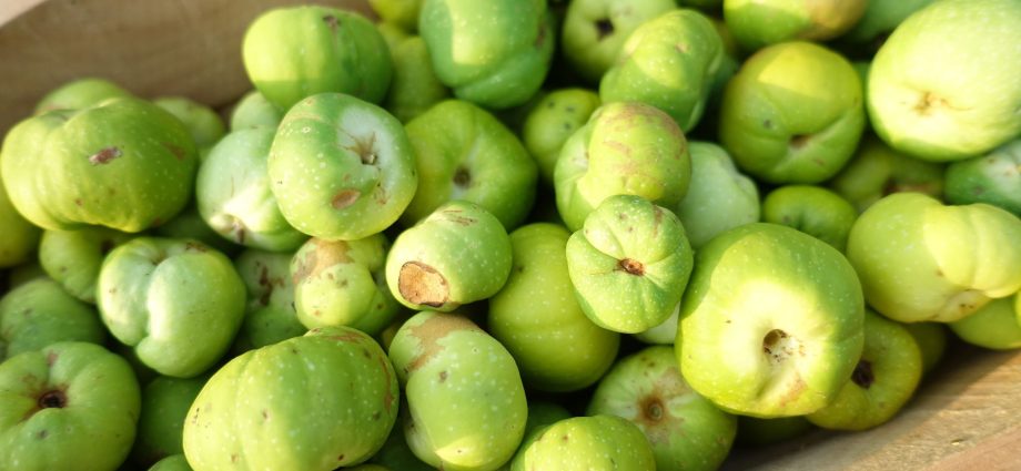Quince does not bear fruit: the tree blooms, but there is no ovary &#8211; what to do?