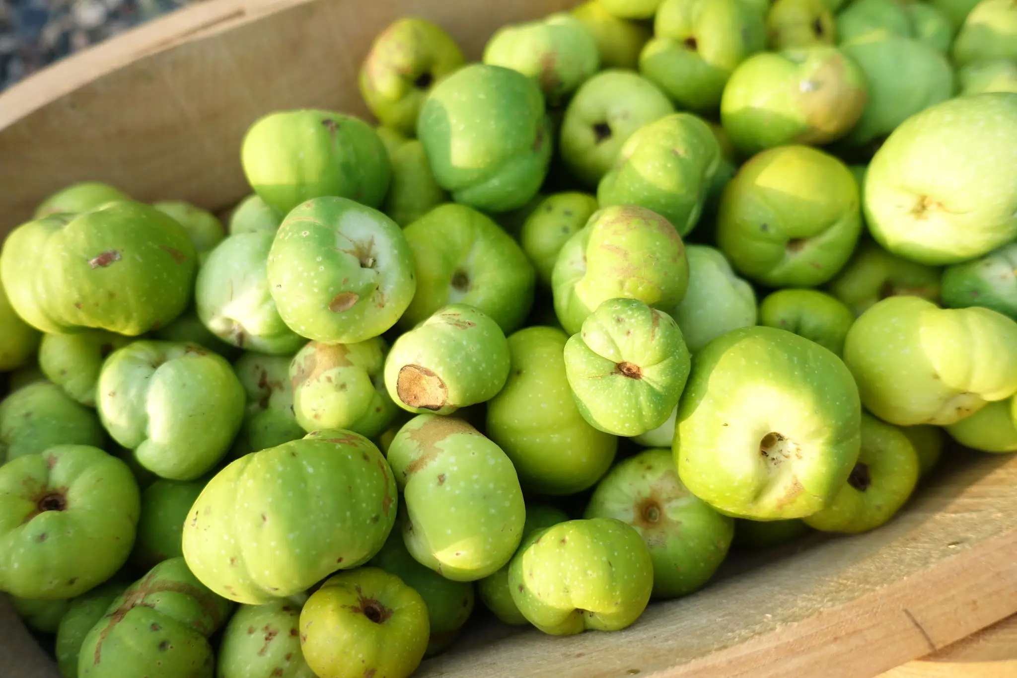 Quince does not bear fruit: the tree blooms, but there is no ovary &#8211; what to do?