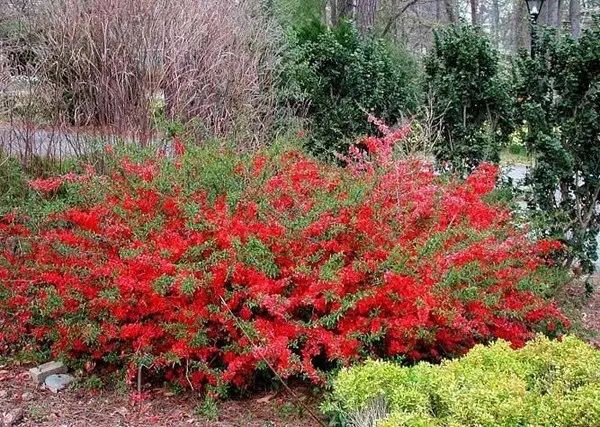 Quince varieties: description, planting and care, winter hardiness