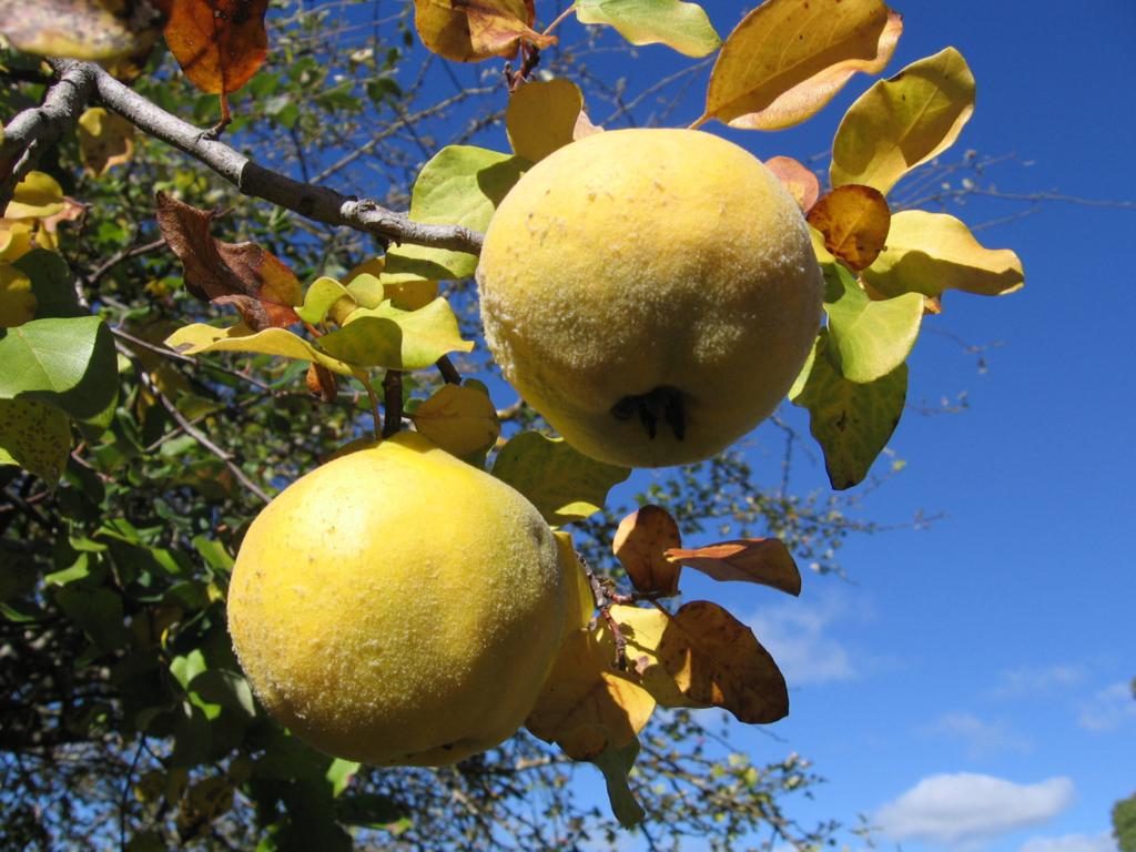 Quince varieties: description, planting and care, winter hardiness