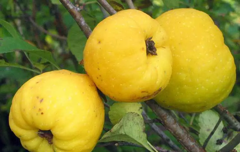 Quince varieties: description, planting and care, winter hardiness