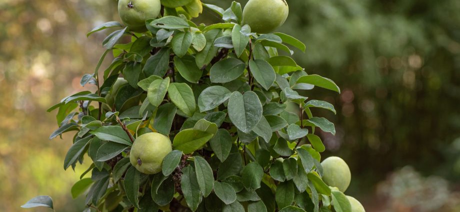 Quince varieties: description, planting and care, winter hardiness