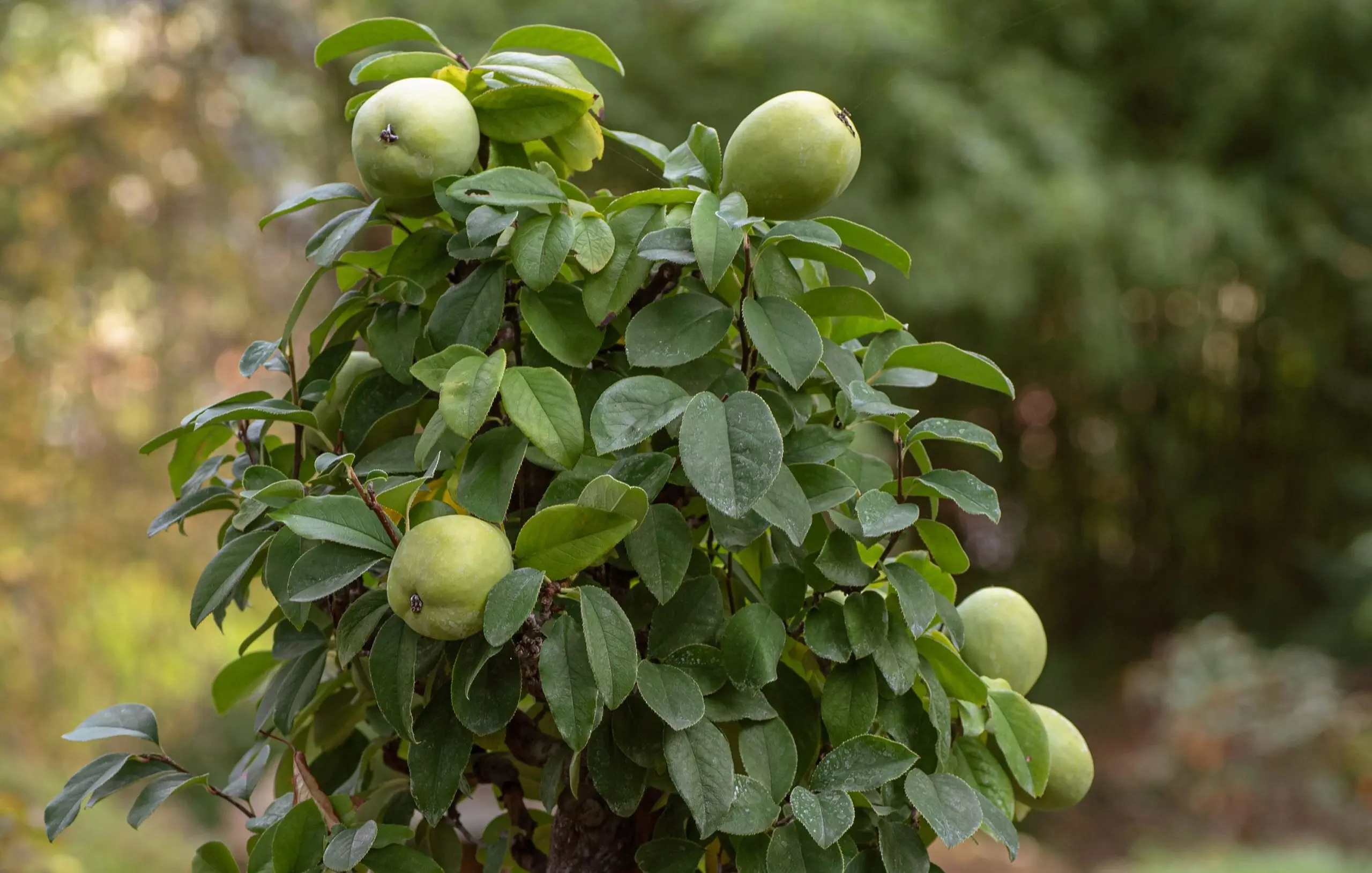 Quince varieties: description, planting and care, winter hardiness