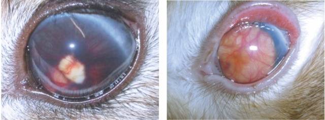 Rabbit eye diseases: treatment + photo