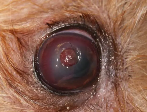 Rabbit eye diseases: treatment + photo