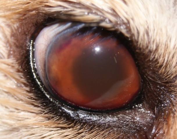 Rabbit eye diseases: treatment + photo