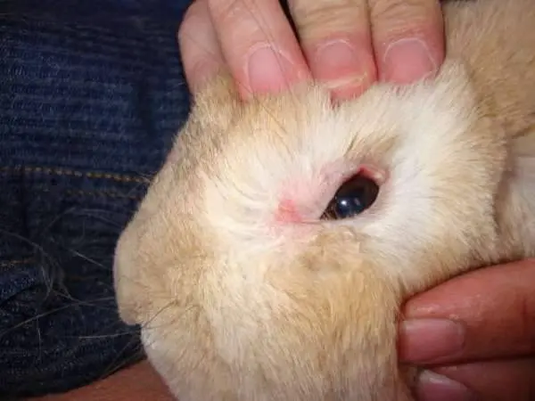 Rabbit eye diseases: treatment + photo