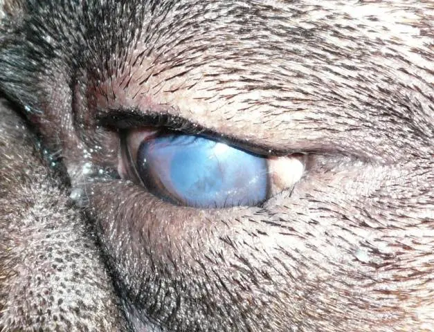 Rabbit eye diseases: treatment + photo