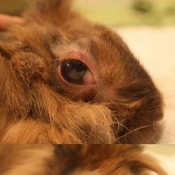 Rabbit eye diseases: treatment + photo