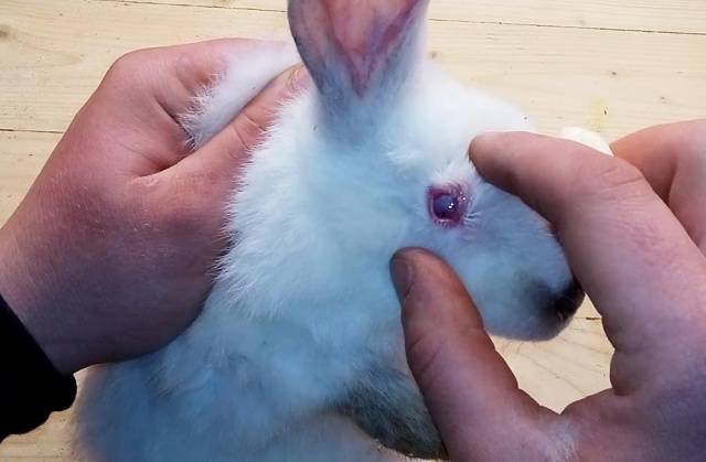 Rabbit eye diseases: treatment + photo