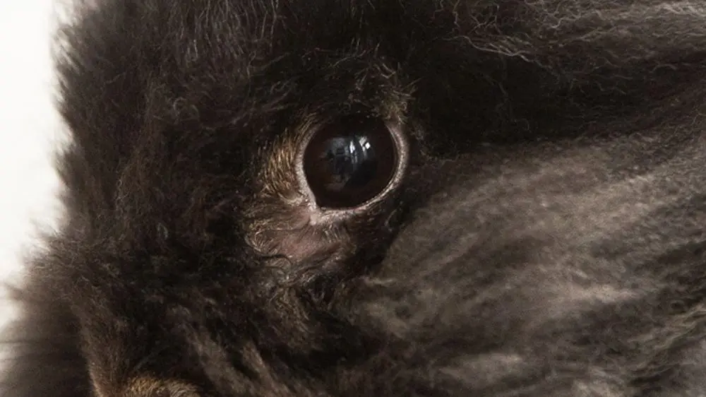 Rabbit eye diseases: treatment + photo