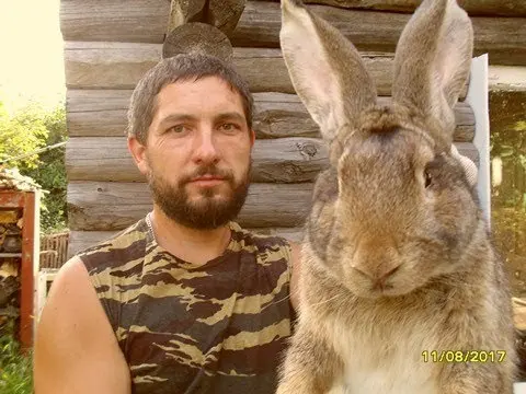 Rabbit gray giant: breed description, photos, reviews