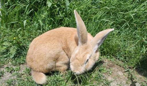 Rabbit gray giant: breed description, photos, reviews