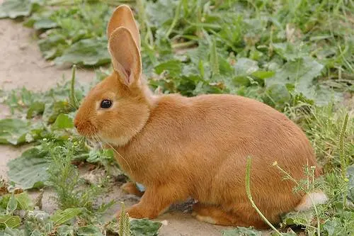 Rabbit gray giant: breed description, photos, reviews