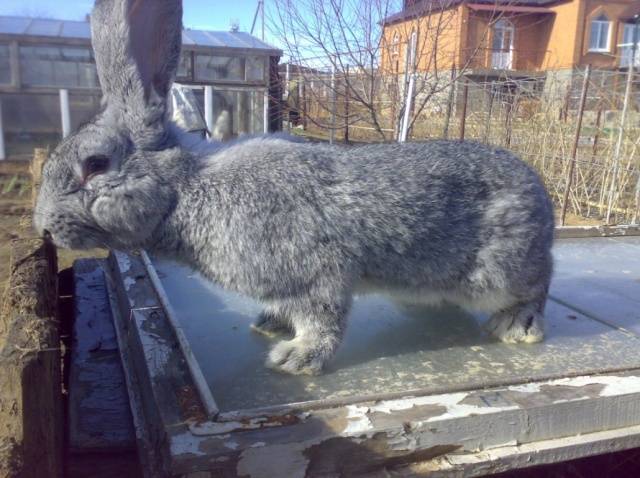 Rabbit gray giant: breed description, photos, reviews