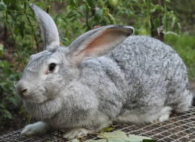 Rabbit gray giant: breed description, photos, reviews