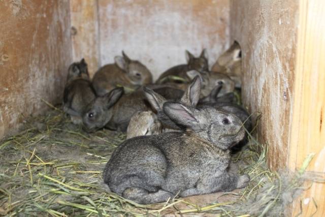 Rabbit gray giant: breed description, photos, reviews