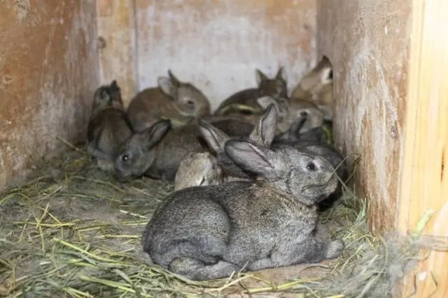 Rabbit gray giant: breed description, photos, reviews