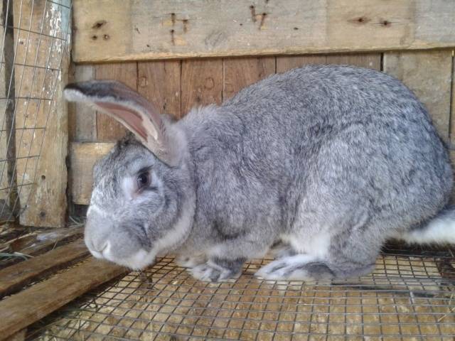 Rabbit gray giant: breed description, photos, reviews