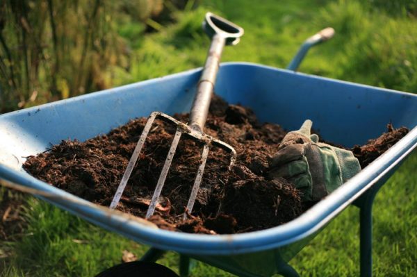 Rabbit manure as a fertilizer: how to use it correctly