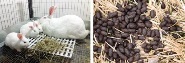 Rabbit manure as a fertilizer: how to use it correctly