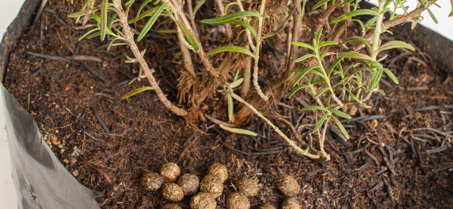 Rabbit manure as a fertilizer: how to use it correctly