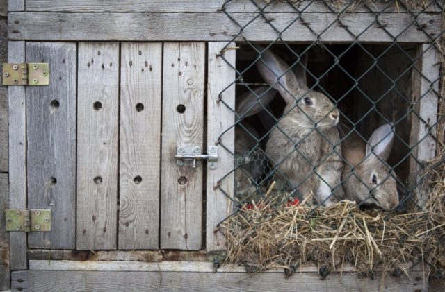 Rabbit manure as fertilizer: how to apply in the garden, reviews