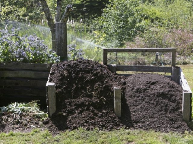 Rabbit manure as fertilizer: how to apply in the garden, reviews