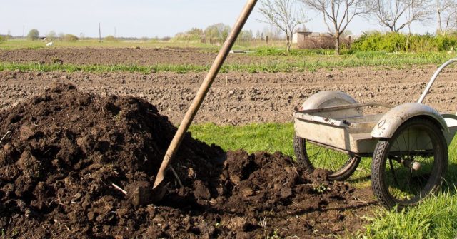 Rabbit manure as fertilizer: how to apply in the garden, reviews