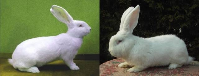 Rabbit white giant: description of the breed, characteristics + photo 