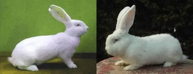 Rabbit white giant: description of the breed, characteristics + photo 