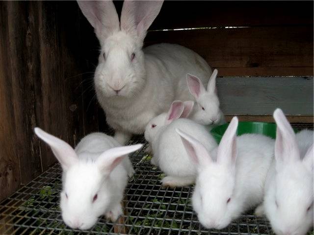 Rabbit white giant: description of the breed, characteristics + photo 