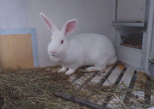 Rabbit white giant: description of the breed, characteristics + photo 