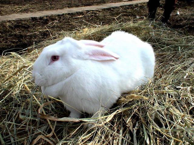 Rabbit white giant: description of the breed, characteristics + photo 