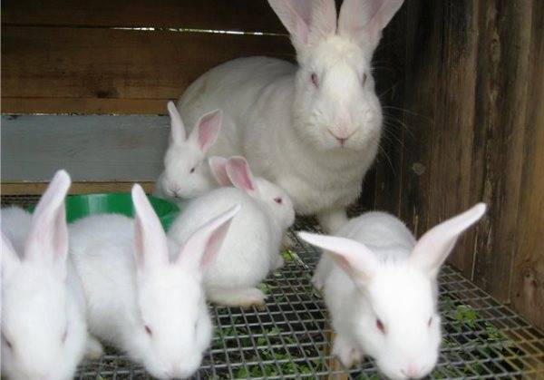 Rabbit white giant: description of the breed, characteristics + photo 